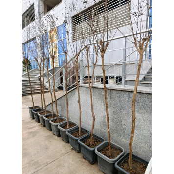 Сирень индийская-1