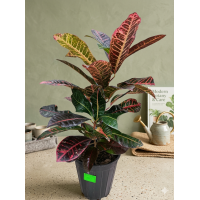 Кротон (Кодиеум) 