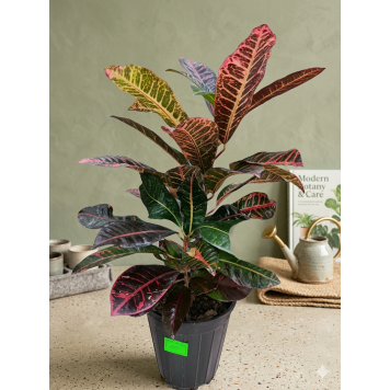 Кротон (Кодиеум) 