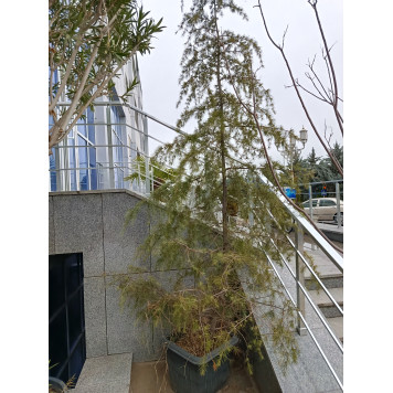 Кедр гималайский-1