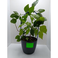 Бугенвилия