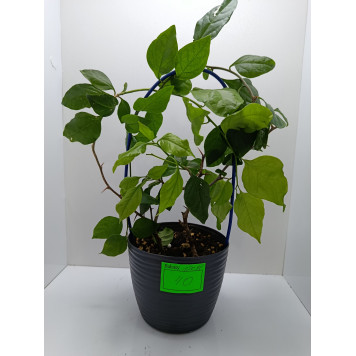 Бугенвилия