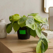 Филодендрон Бразил