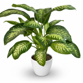Диффенбахия (Dieffenbachia)