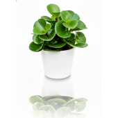 Пеперомия туполистная (Peperomia obtusifolia)