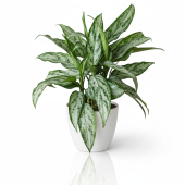 Аглаонема "Сильвер Квин"