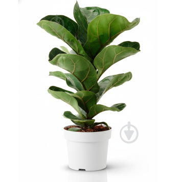 Фикус Лирата (Ficus lyrata)