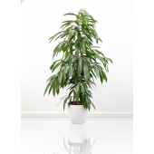  Фикус 'Амстел Кинг' (Ficus binnendijkii 'Amstel King')
