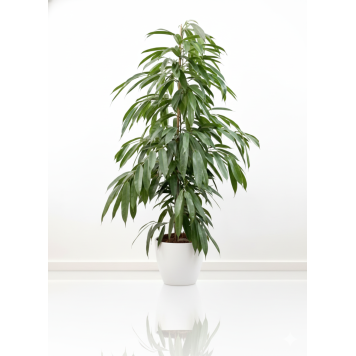  Фикус 'Амстел Кинг' (Ficus binnendijkii 'Amstel King')