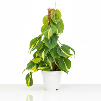  Филодендрон 'Бразил' (Philodendron 'Brasil')