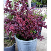 Барбарис (Berberis)