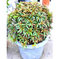 Барбарис Юлианы (Berberis julianae)