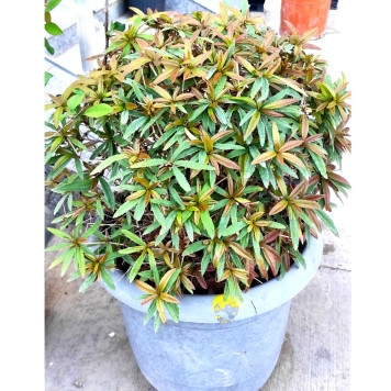 Барбарис Юлианы (Berberis julianae)