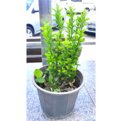 Бересклет (Euonymus)