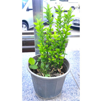 Бересклет (Euonymus)