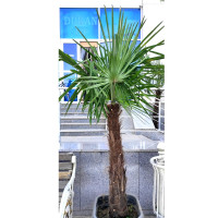 Трахикарпус (Trachycarpus)