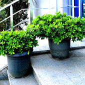 Питаспорум (Pittosporum)