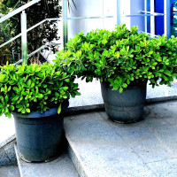 Питаспорум (Pittosporum)