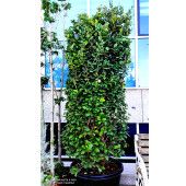 Бирючина (Ligustrum)