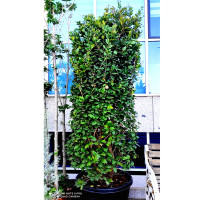Бирючина (Ligustrum)