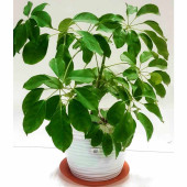 Шефлера (Schefflera)