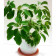 Шефлера (Schefflera)