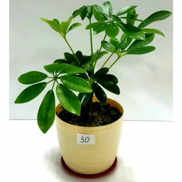 Шефлера (Schefflera)-1