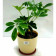 Шефлера (Schefflera)