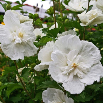 Гибискус сирийский White Chiffon (Белый шифон)