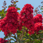 Лагерстремия индийская Lagerstroemia Dynamite